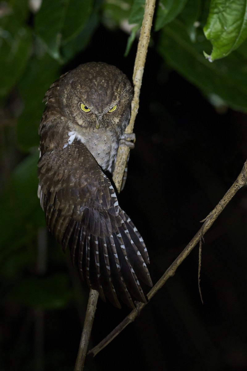 Andaman Scops-Owl - ML614383917