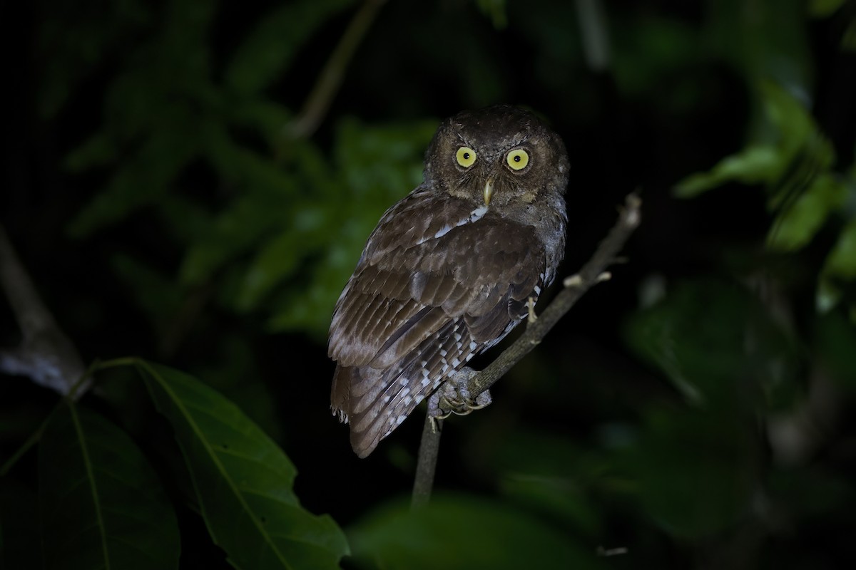 Andaman Scops-Owl - ML614383918