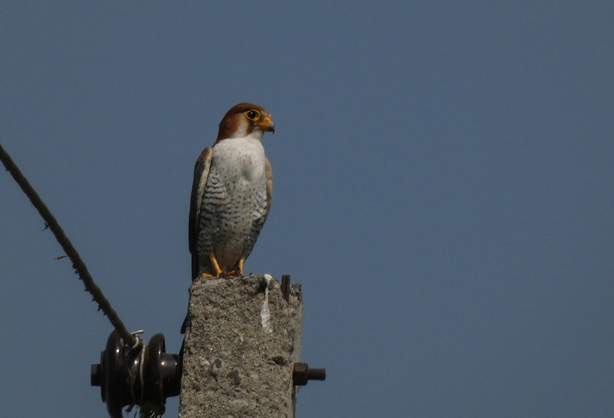 Red-necked Falcon - ML614383994