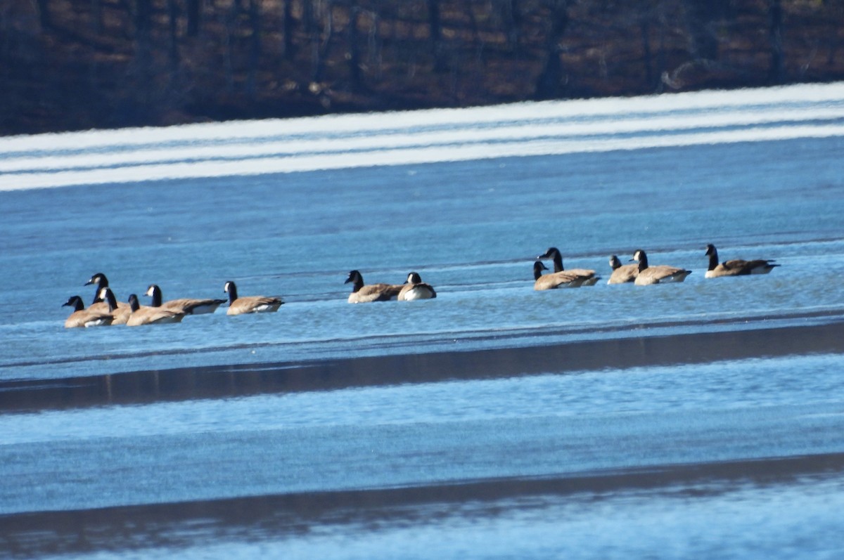 Pennsylvania Bird Atlas Checklist 3 Feb 2024 312384 Lake Shore Dr, Fort Hill USPA 39.78293