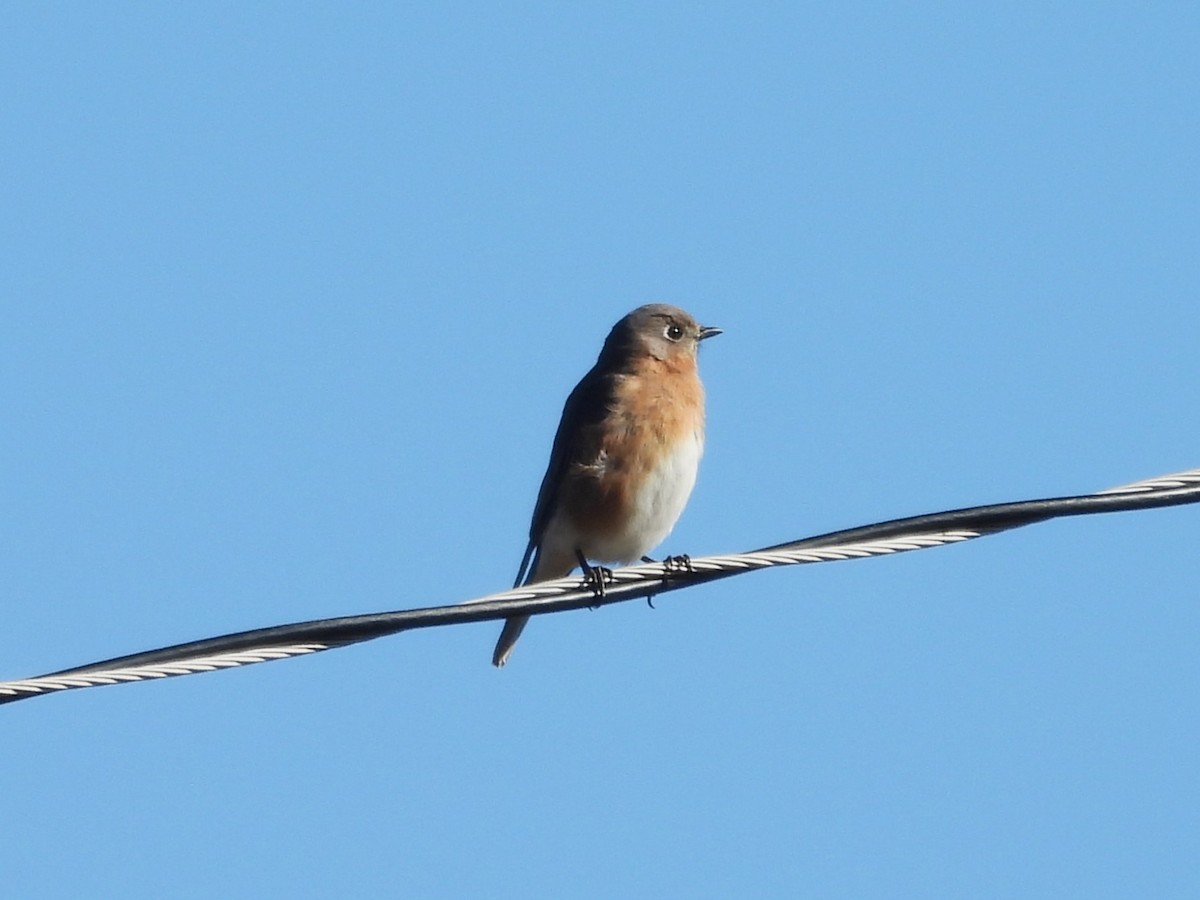 Pennsylvania Bird Atlas Checklist 3 Feb 2024 South Access Rd, High Point Lake, Fort Hill US
