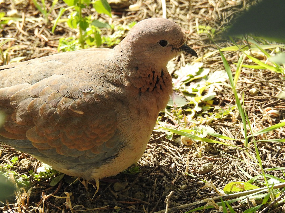 Laughing Dove - ML614384476