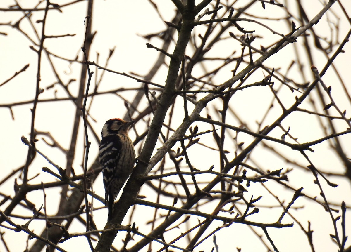 Lesser Spotted Woodpecker - ML614384493