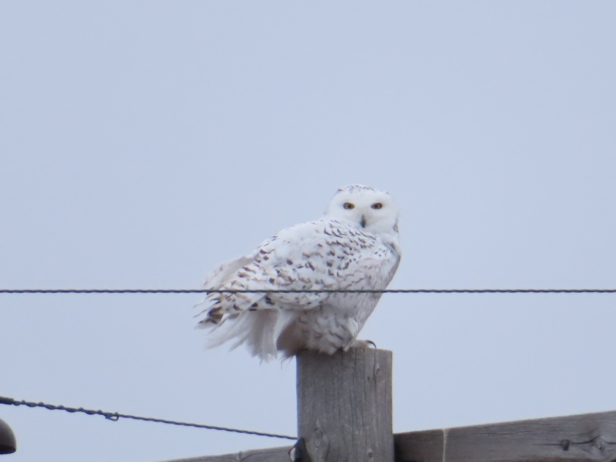 Snowy Owl - ML614384544
