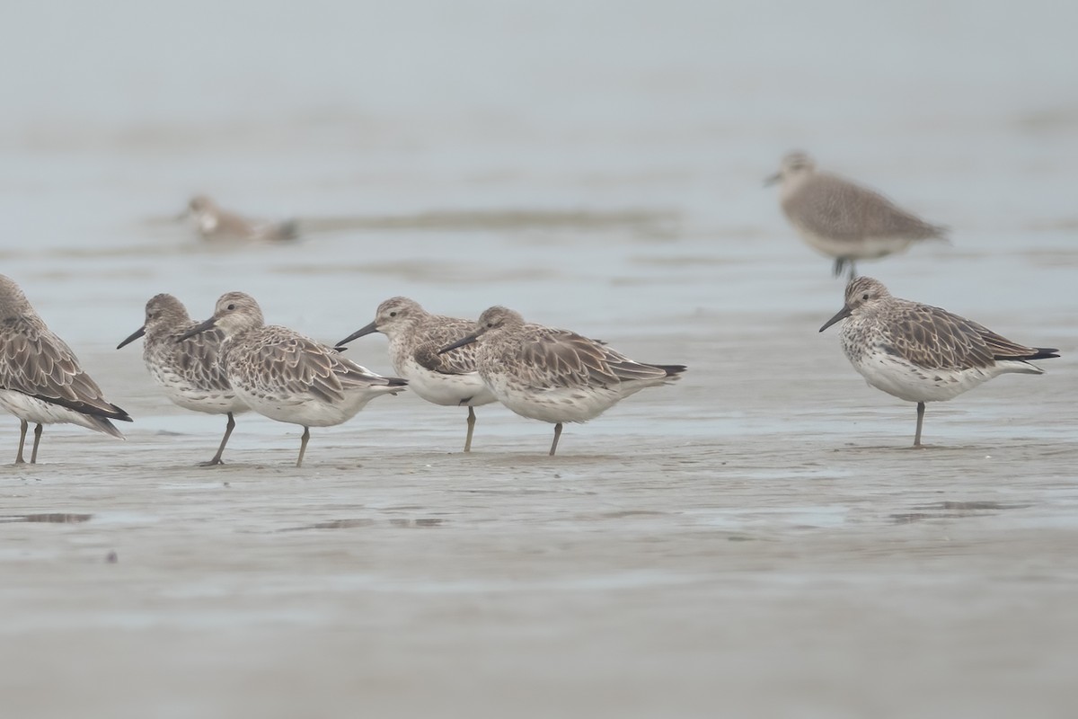 Great Knot - ML614384623