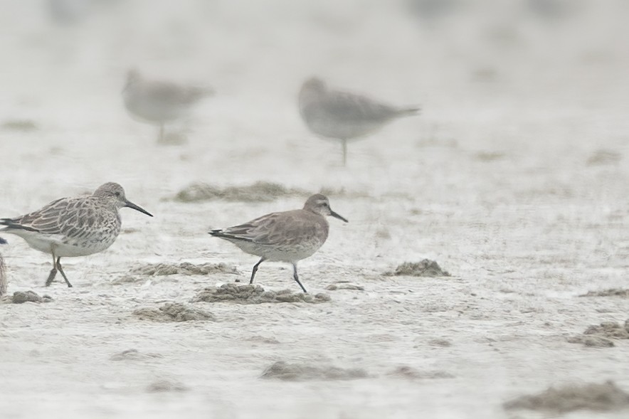 Red Knot - ML614384626