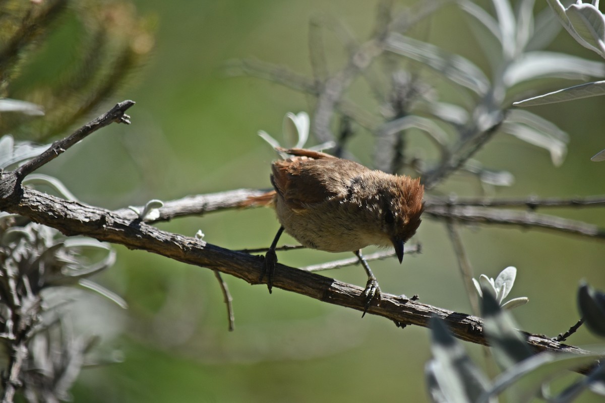 Brown-capped Tit-Spinetail - ML614384873