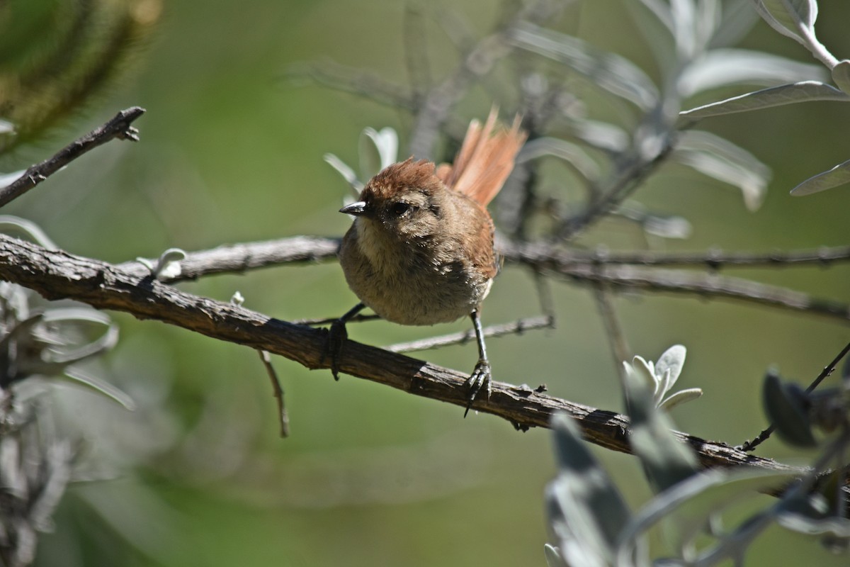 Brown-capped Tit-Spinetail - ML614384874