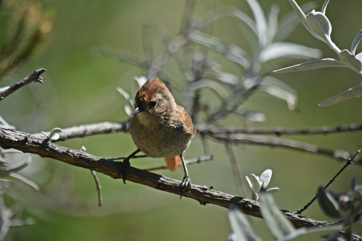 Brown-capped Tit-Spinetail - ML614384875