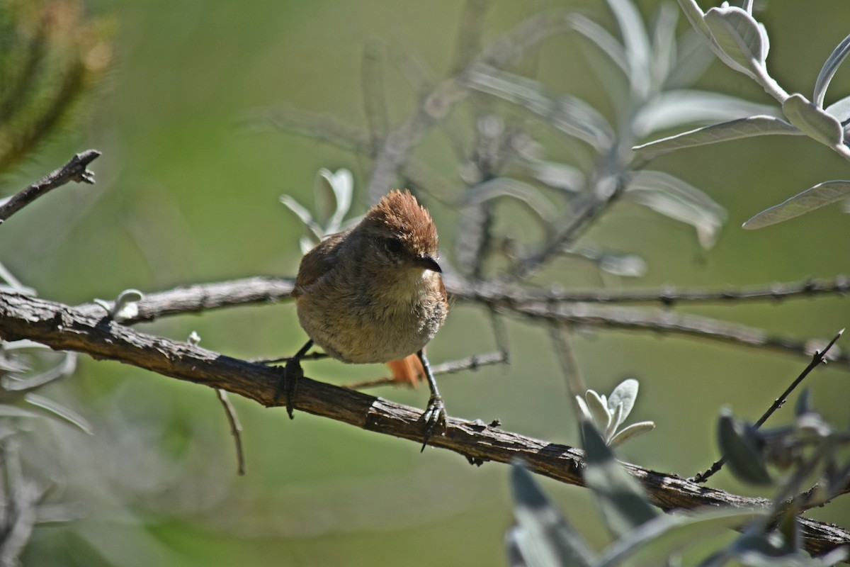 Brown-capped Tit-Spinetail - ML614384876