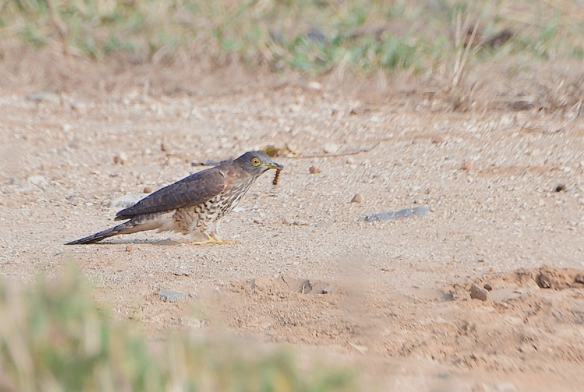 Common Hawk-Cuckoo - ML614385036