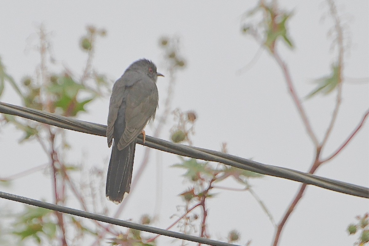 Gray-bellied Cuckoo - ML614385072