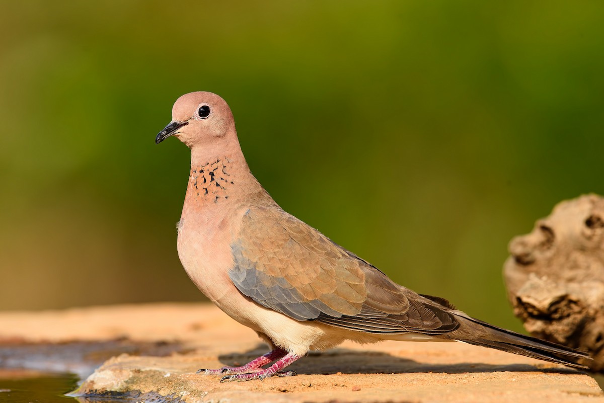 Laughing Dove - ML614385298