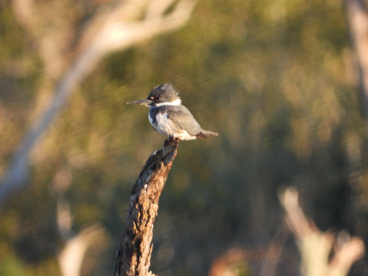 Belted Kingfisher - ML614385434