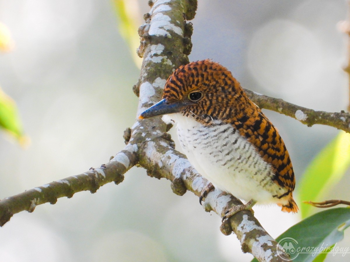 Banded Kingfisher (Banded) - ML614385660