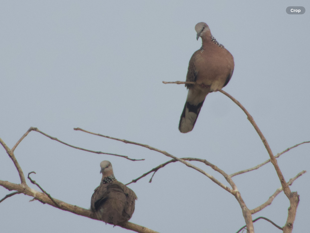 Spotted Dove - ML614385685