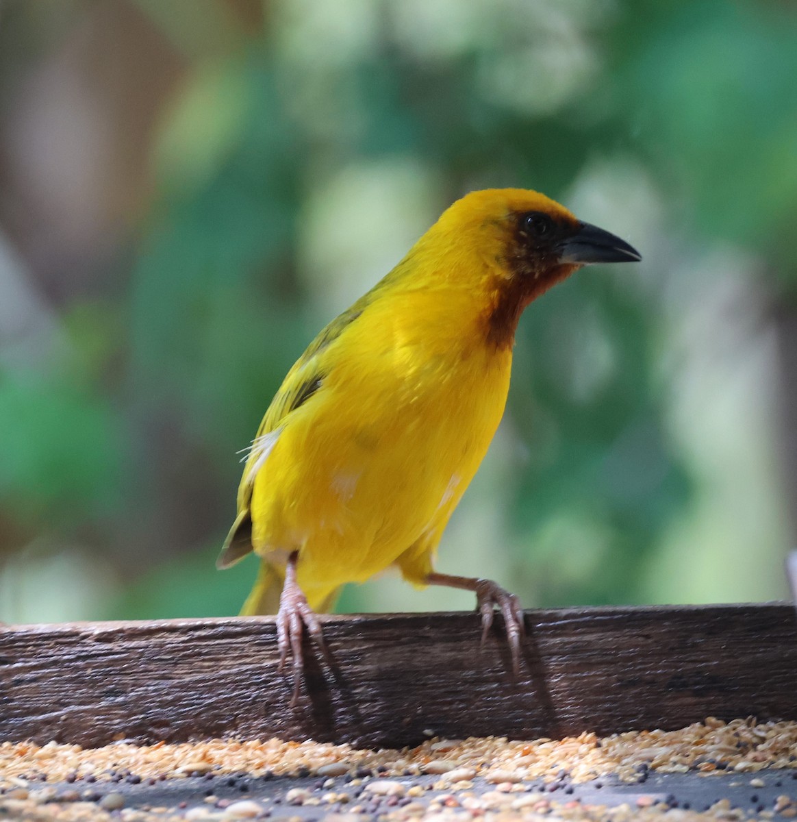 Southern Brown-throated Weaver - ML614385720