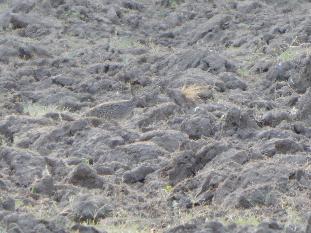 Brushland Tinamou - ML614385721