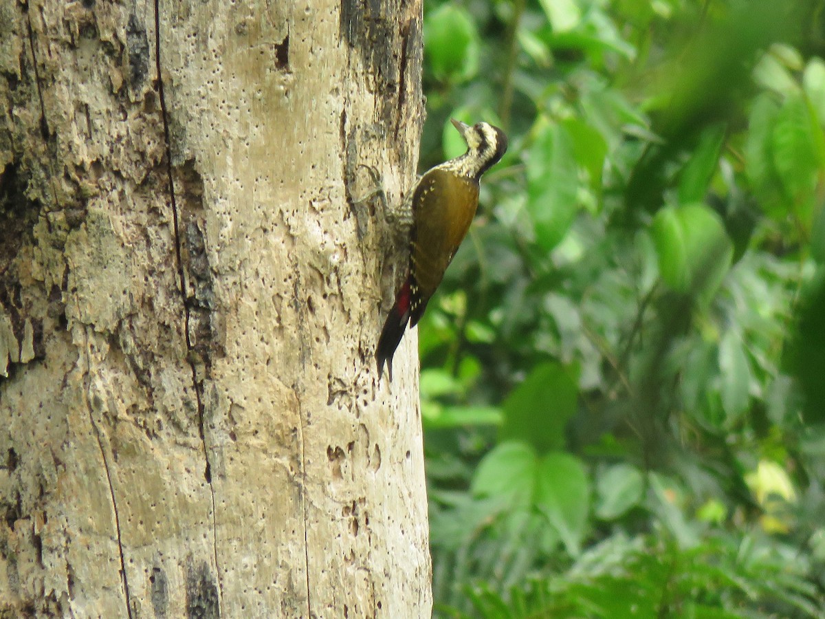 Fire-bellied Woodpecker - Jose Estrada