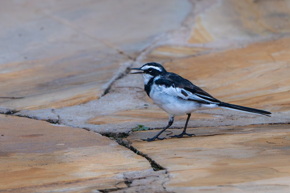 African Pied Wagtail - John Missing