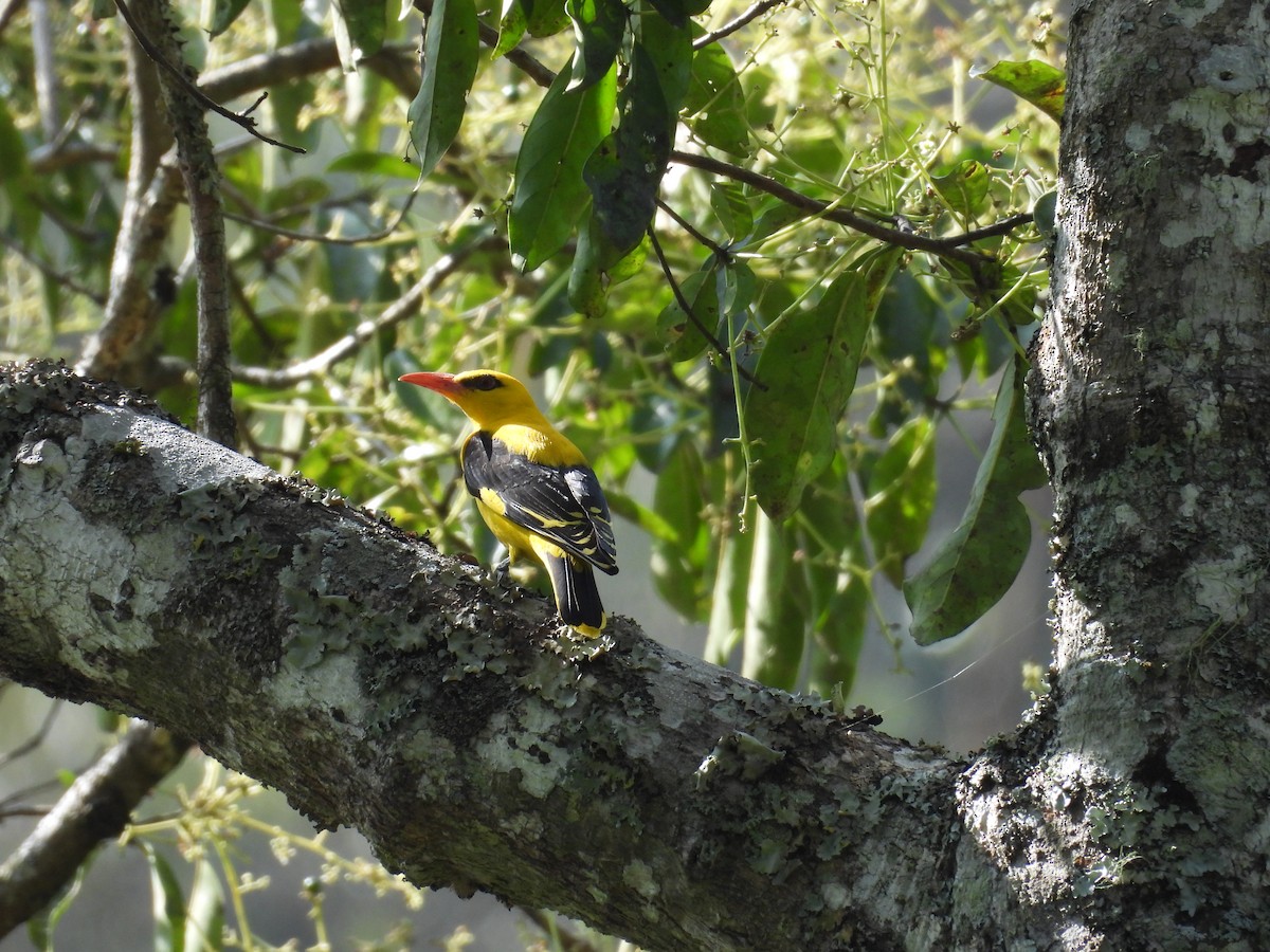 Indian Golden Oriole - ML614386252