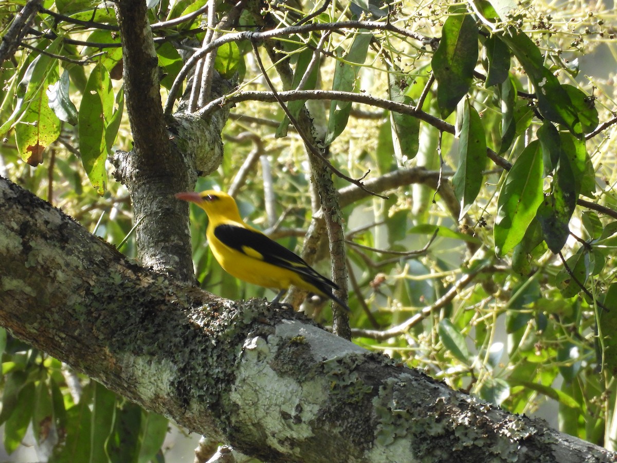 Indian Golden Oriole - ML614386253
