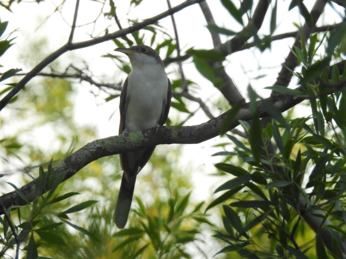 Pearly-breasted Cuckoo - ML614386578