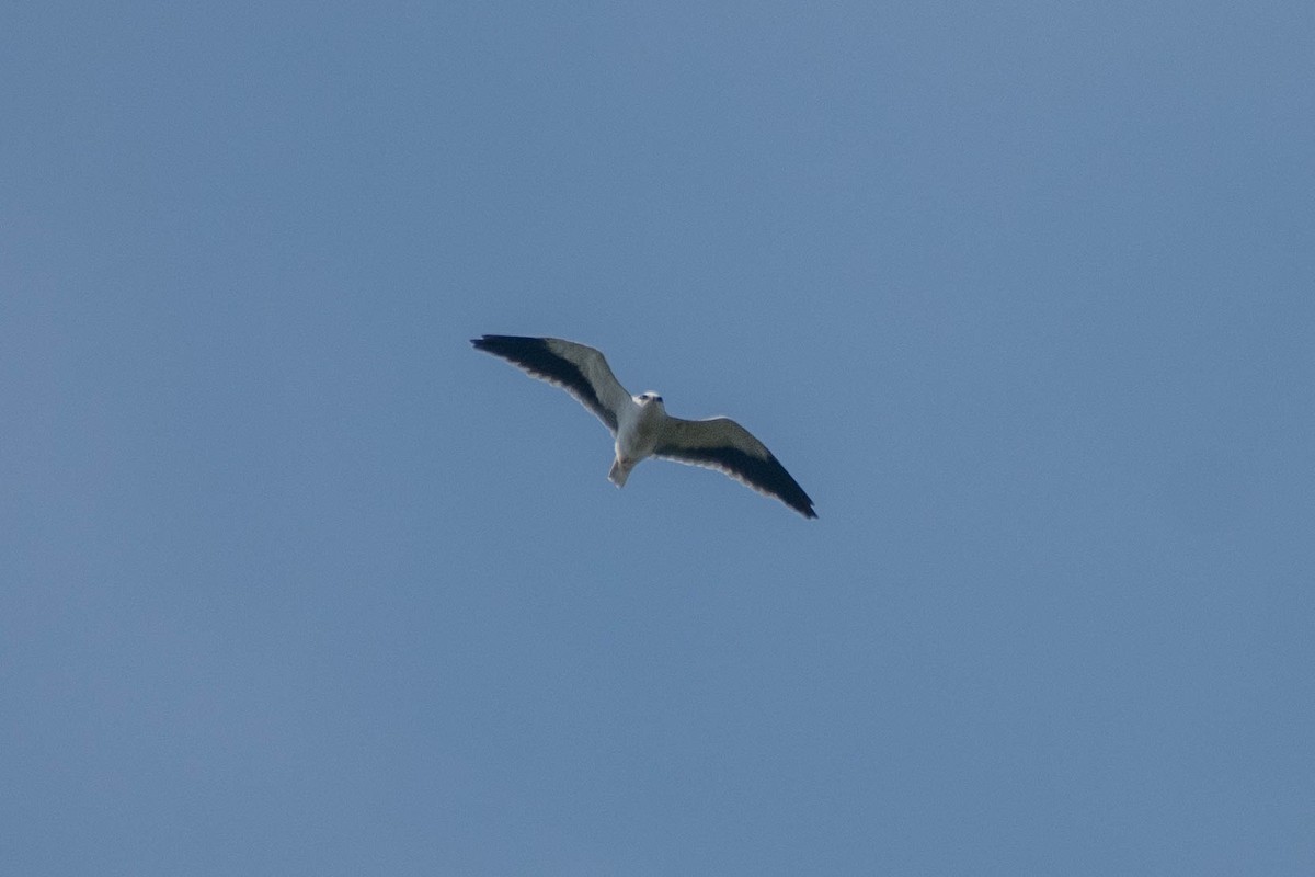 Black-winged Kite - ML614386652