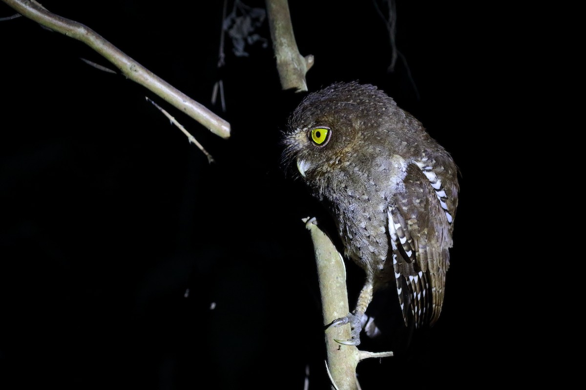 Andaman Scops-Owl - ML614386714