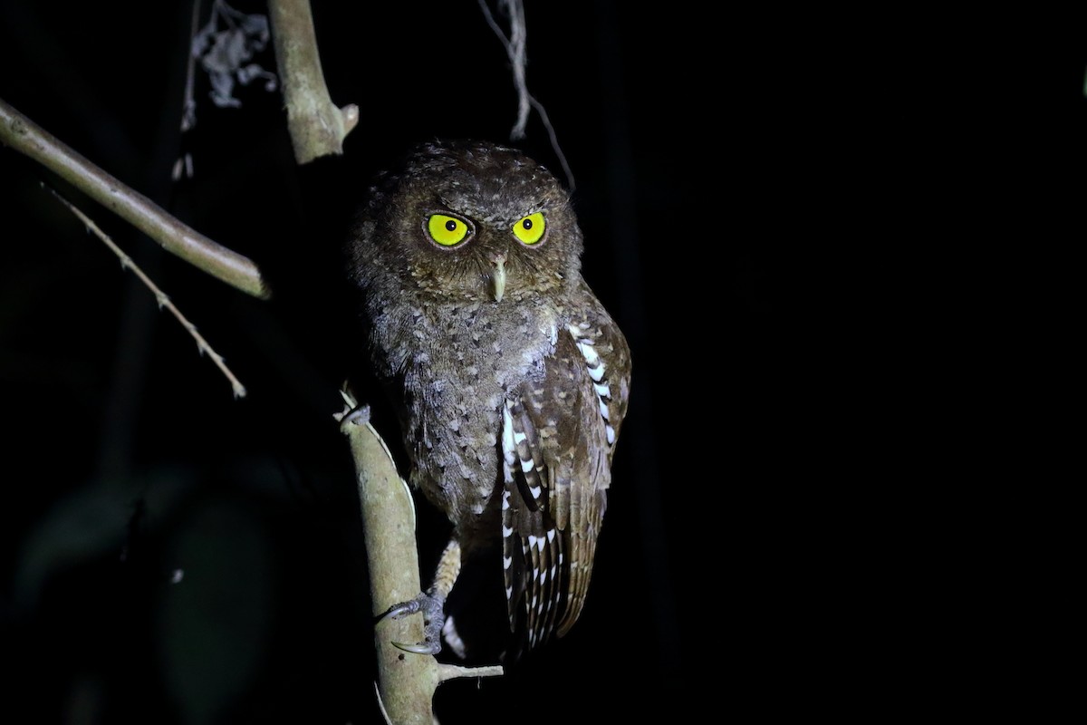 Andaman Scops-Owl - ML614386715