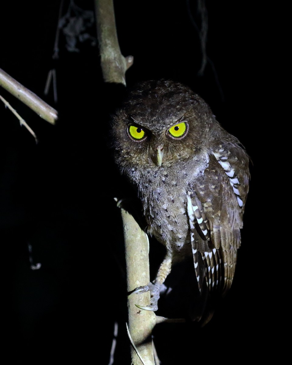 Andaman Scops-Owl - ML614386716