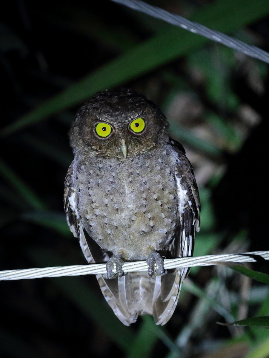 Andaman Scops-Owl - ML614386717