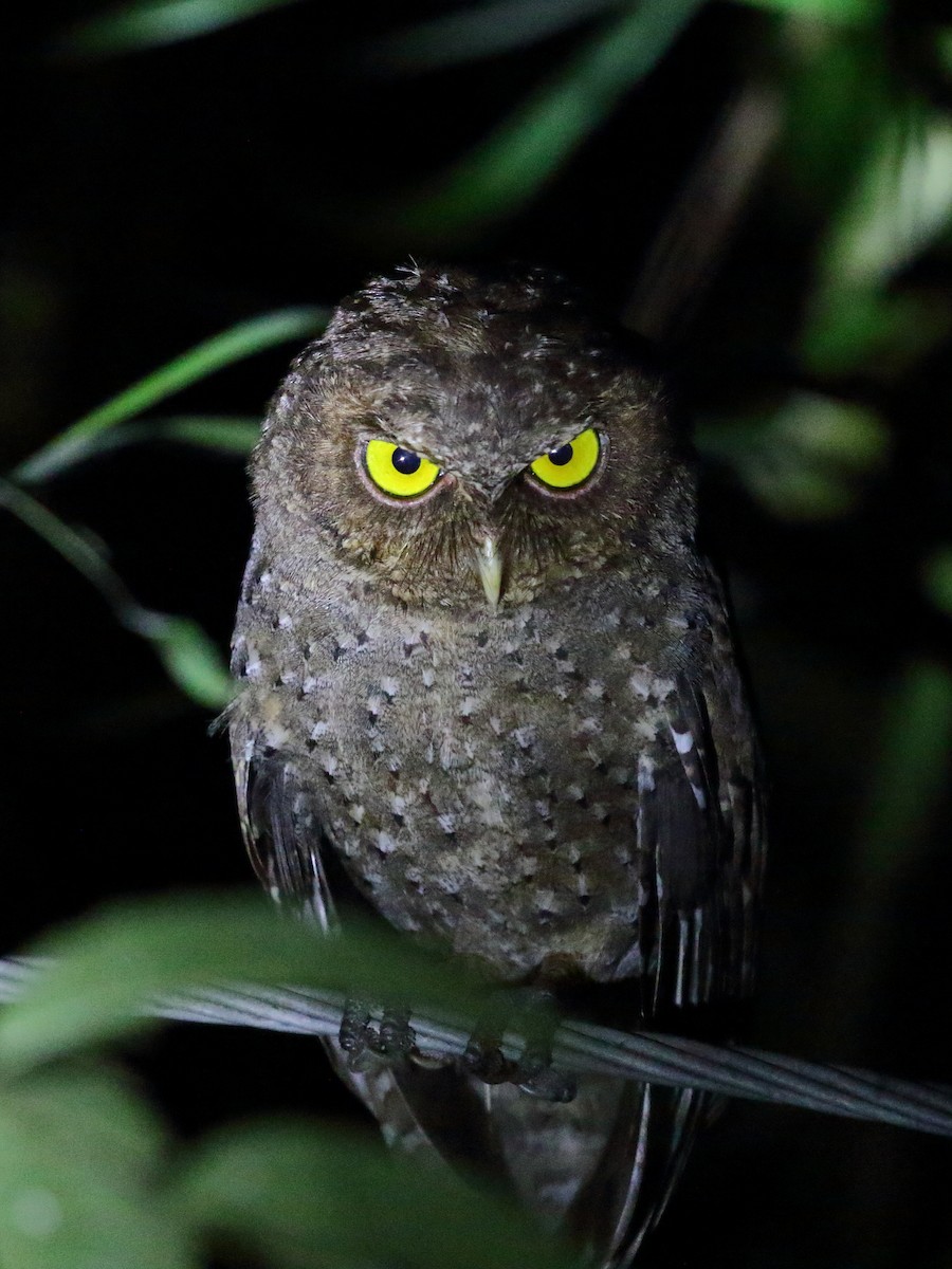 Andaman Scops-Owl - ML614386719