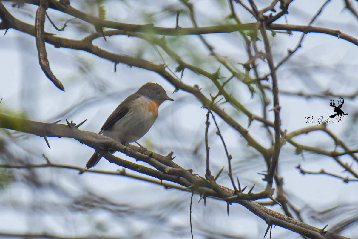 Red-breasted Flycatcher - ML614386729