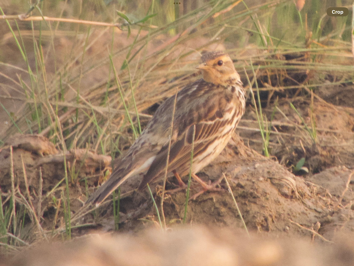 Red-throated Pipit - ML614386878