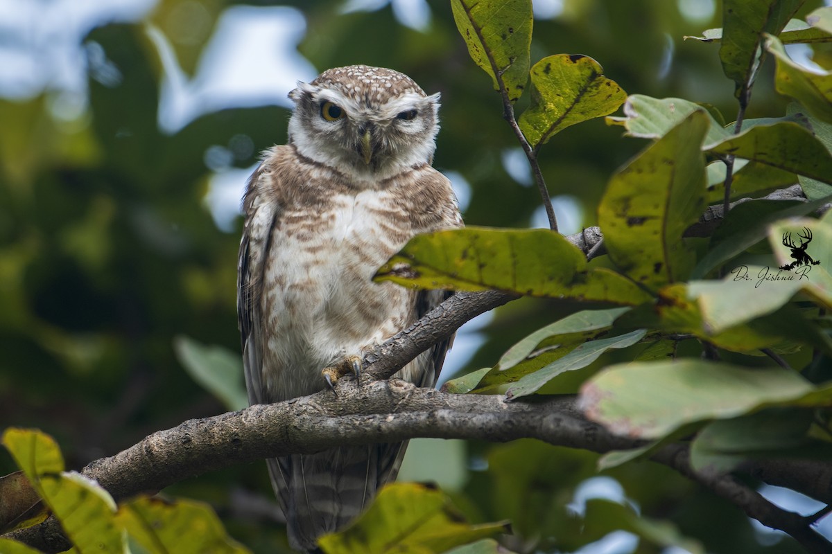 Spotted Owlet - ML614386944