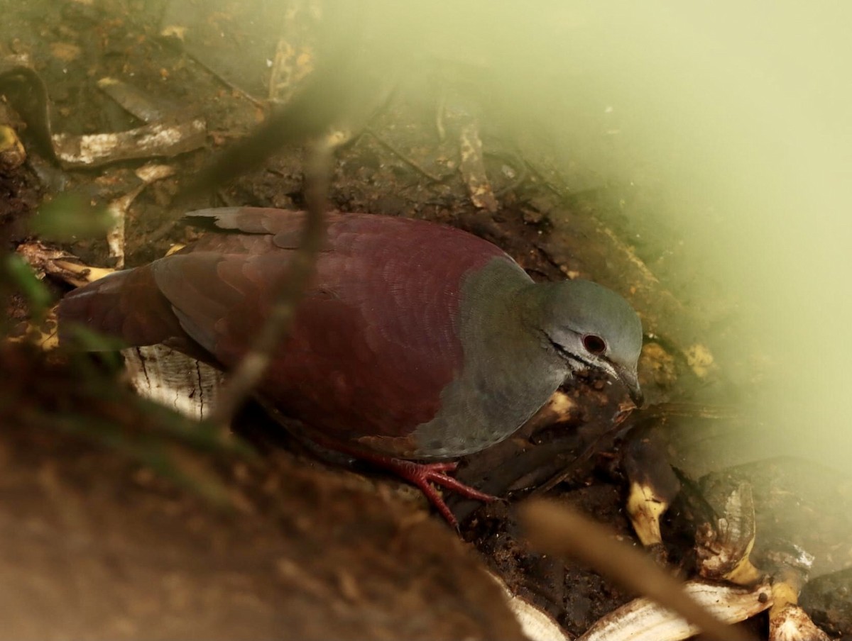 Buff-fronted Quail-Dove - ML614387061