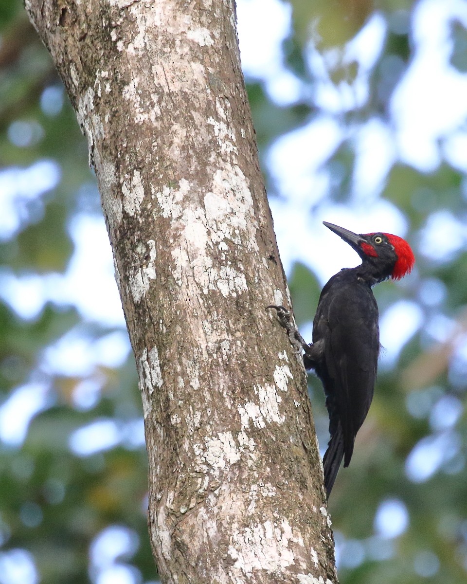 Andaman Woodpecker - ML614387134
