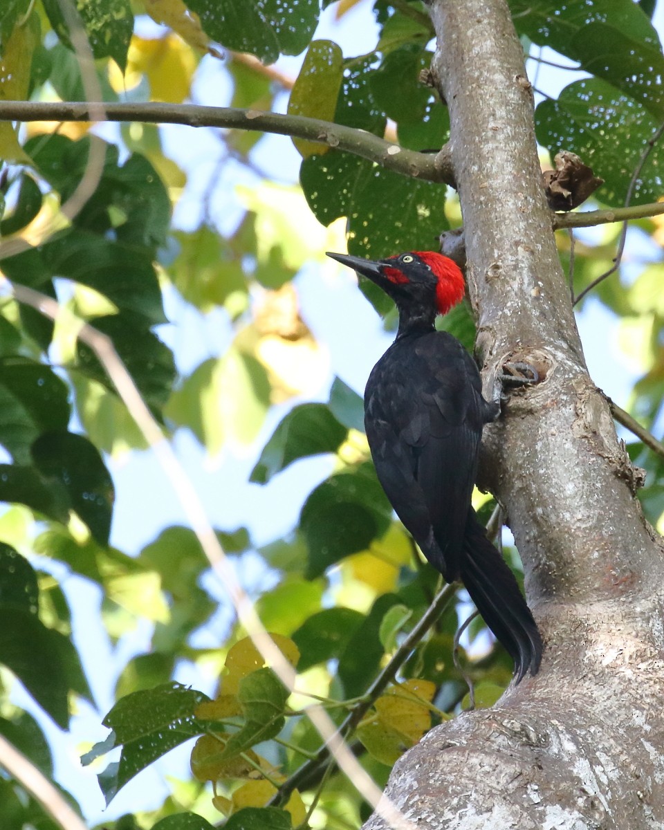 Andaman Woodpecker - ML614387135