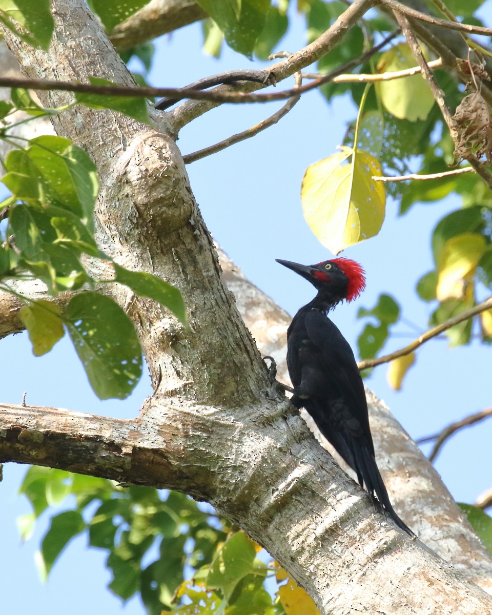 Andaman Woodpecker - ML614387136