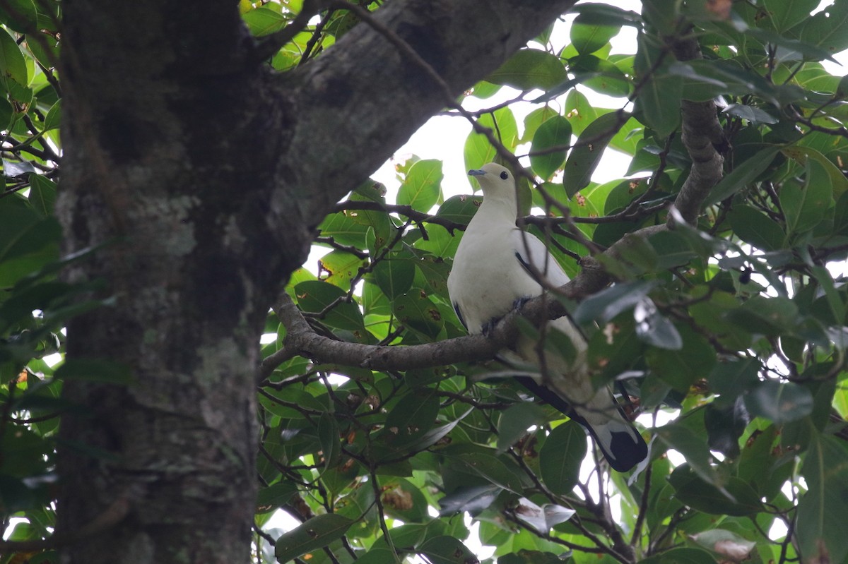 Pied Imperial-Pigeon - ML614387489