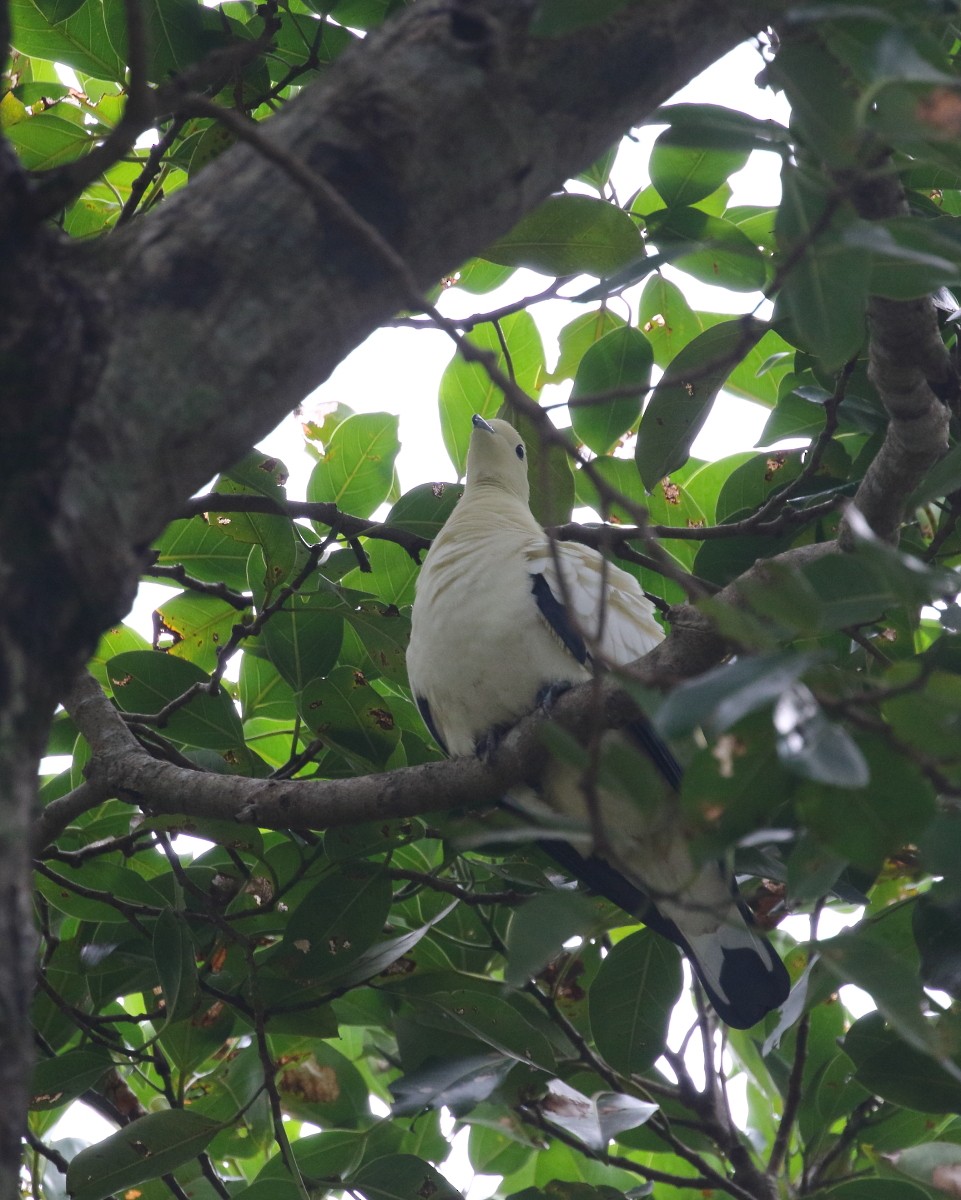 Pied Imperial-Pigeon - ML614387490
