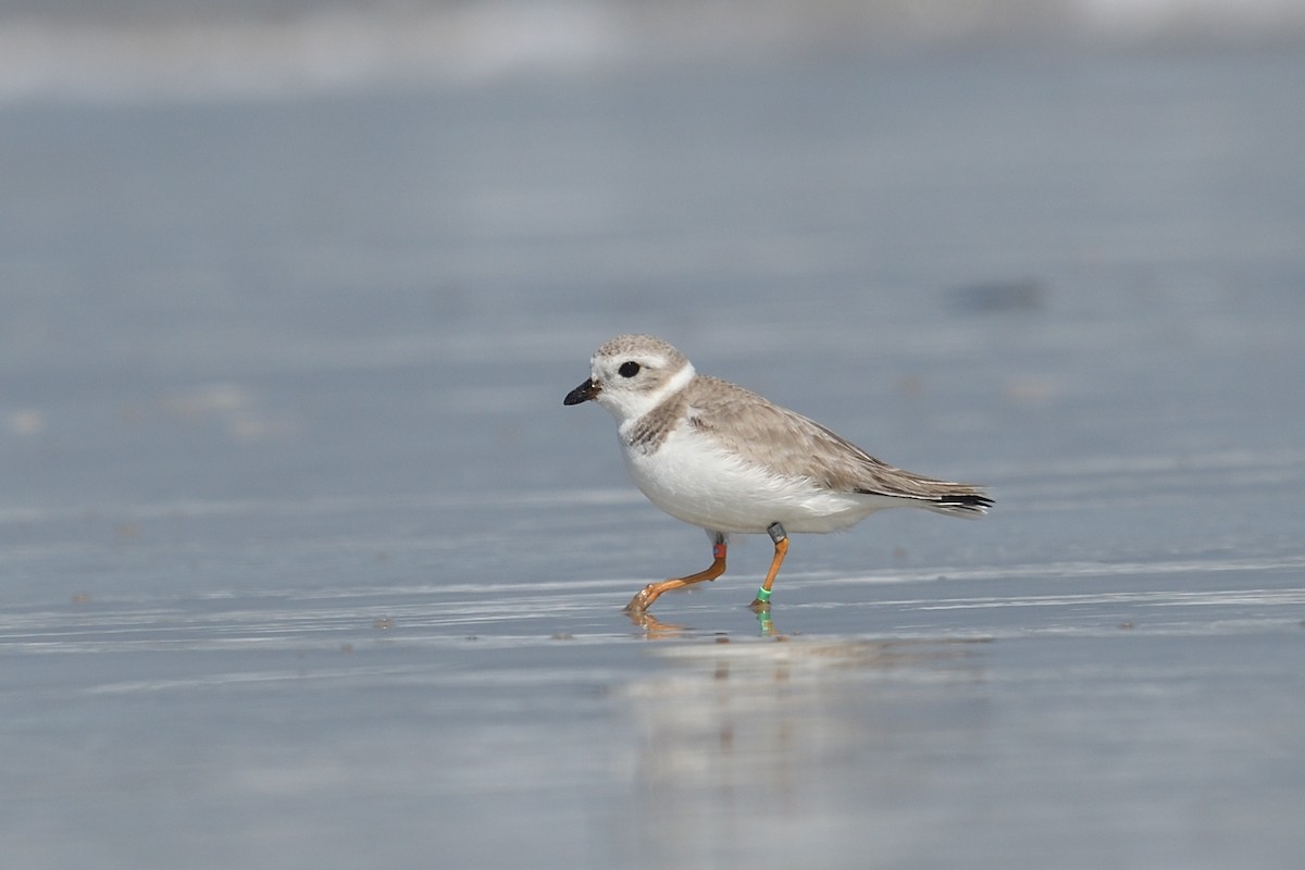 Piping Plover - ML614387570