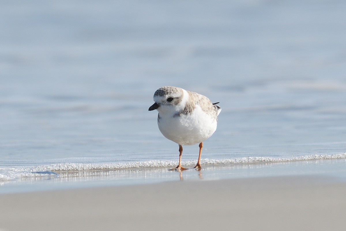 Piping Plover - ML614387581