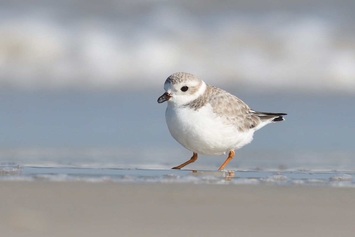 Piping Plover - ML614387585
