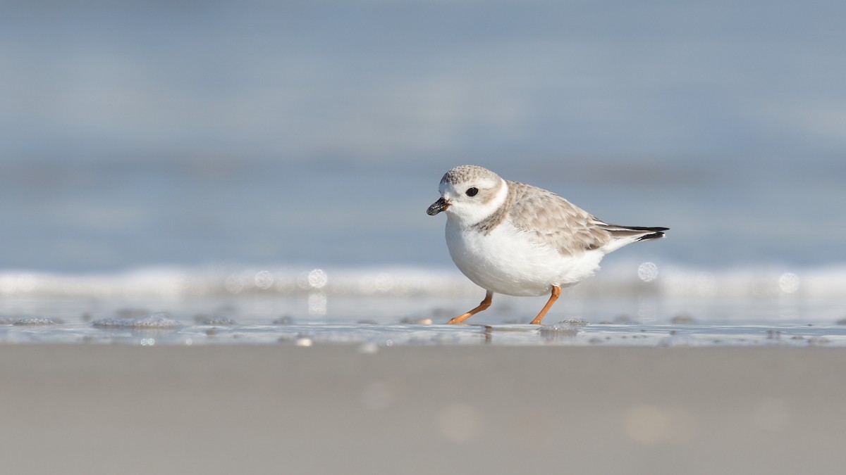 Piping Plover - ML614387588