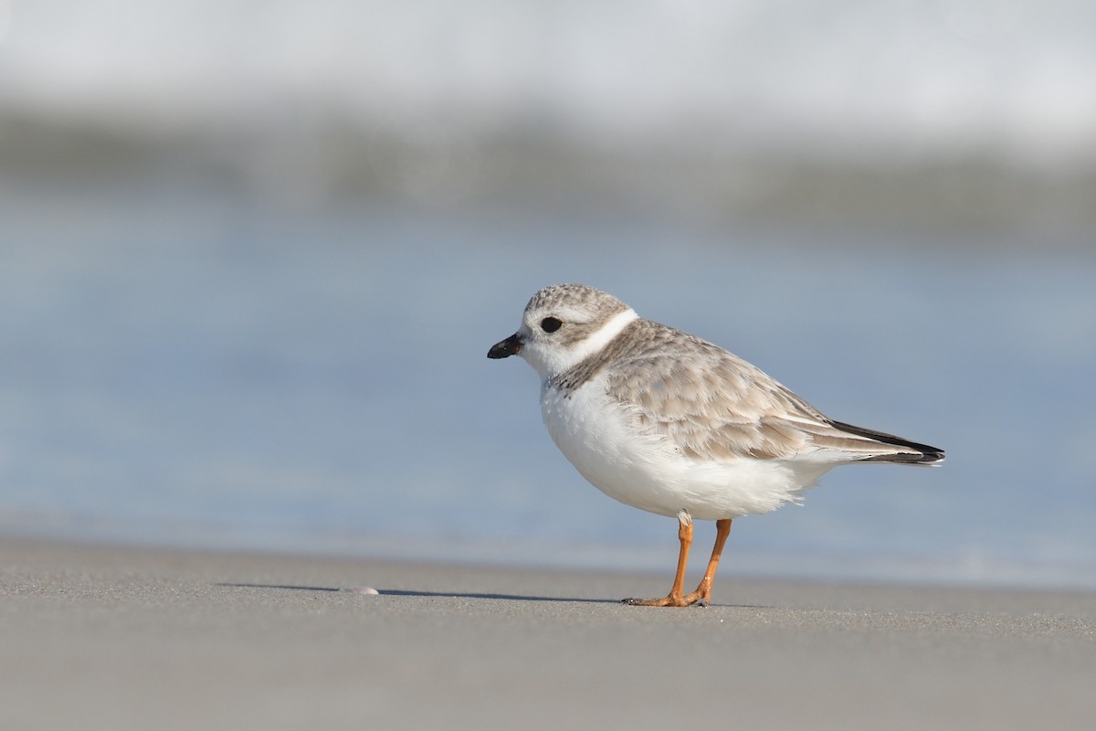 Piping Plover - ML614387594