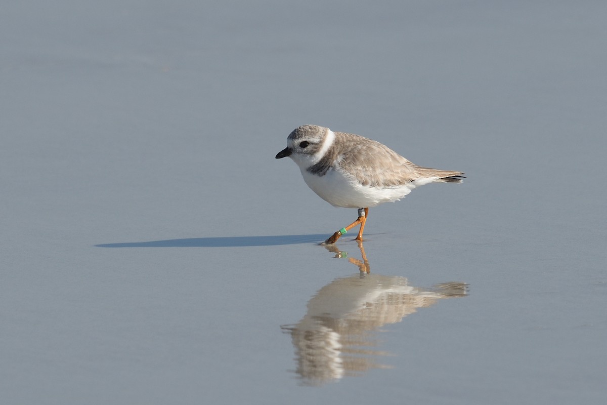 Piping Plover - ML614387595