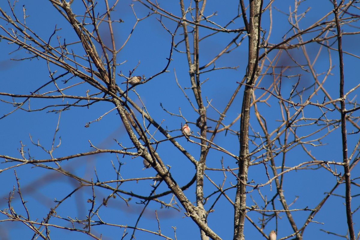 Ebird Checklist Feb Braddock Bay Owl Woods Species