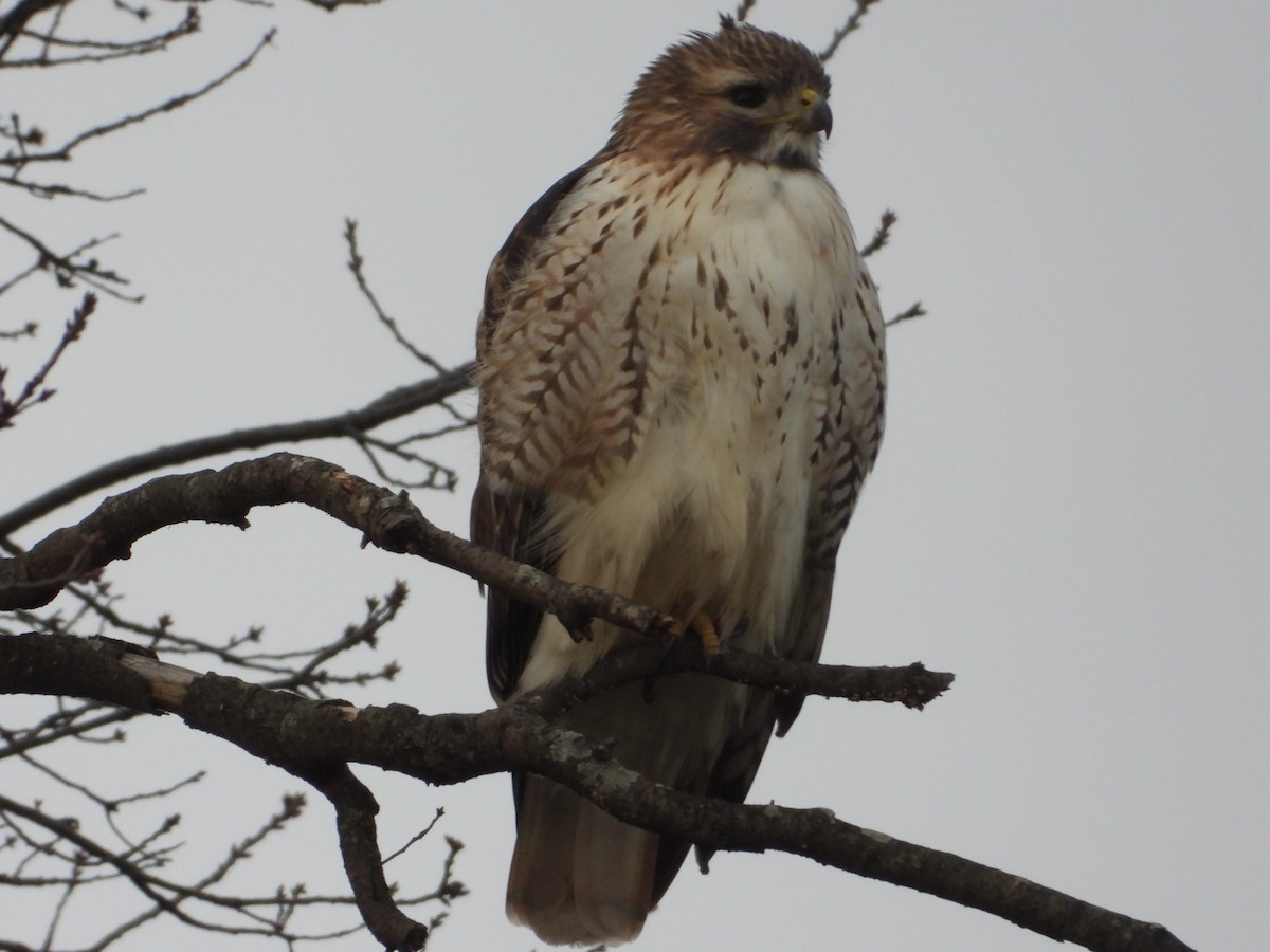 Red-tailed Hawk - ML614387728